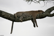 leopard_4f