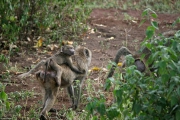 manyara06f