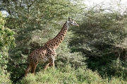 manyara08f