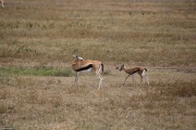 ngorongoro_23f