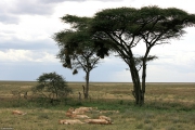 serengeti_2805f
