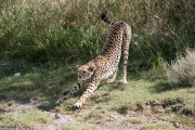 serengeti_2819f