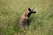 serengeti_6001f