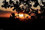 serengeti_6002f