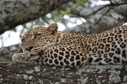 serengeti_6019f